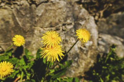 Close-up of yellow flowering plant on field