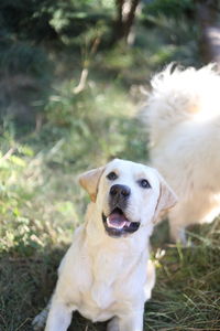 Portrait of dog on field