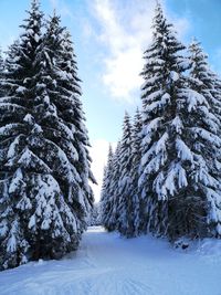 Snow covered pine trees on field against sky