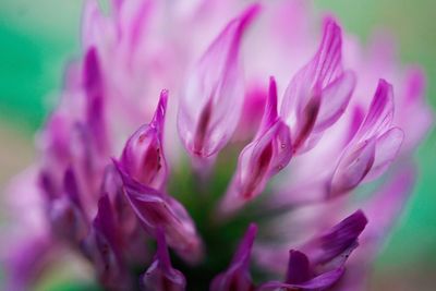 Close-up of flower blooming outdoors