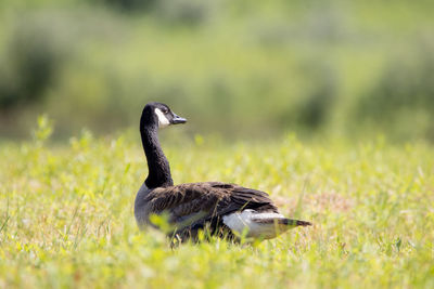 Duck on a field