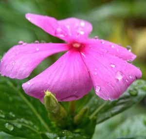 Close-up of wet pink flower blooming outdoors