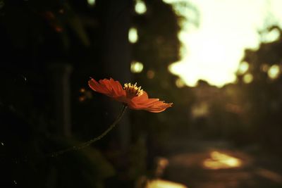Close-up of flower against blurred background