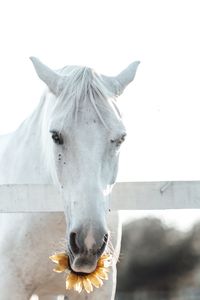 Close-up of horse in ranch