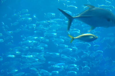 Fish swimming in sea