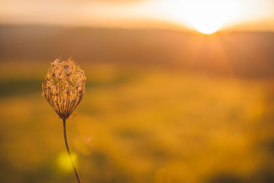 Close-up of dandelion on field during sunrise