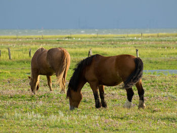 Beach and horses on juist