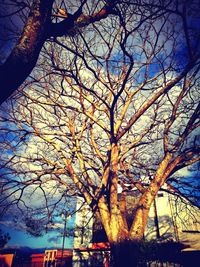 Low angle view of tree against sky