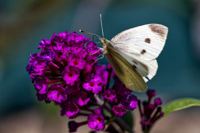 Close-up of butterfly pollinating on purple flower