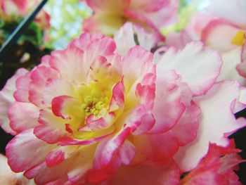 Full frame shot of pink flower