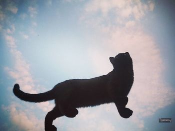 Low angle view of silhouette horse against sky