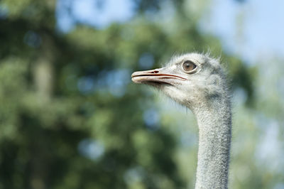 Ostrich portrait