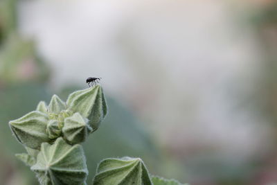 Close-up of insect on leaf