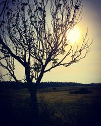 Silhouette bare tree on field against sky during sunset