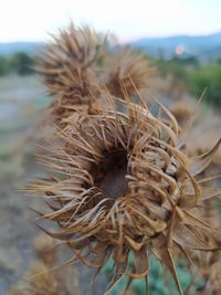 Close-up of dried plant on field