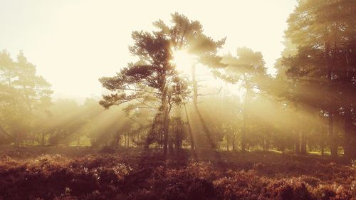 Sunbeam falling on trees at field during sunrise