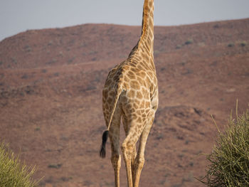 Close-up of midsection of giraffe in palmwag concession, namibia, africa