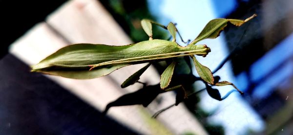 Close-up of insect on plant