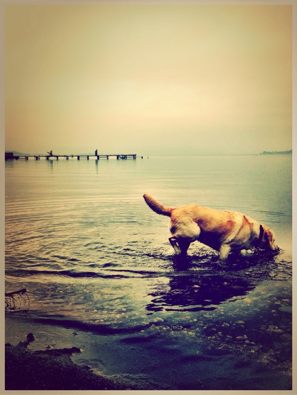 animal themes, water, domestic animals, transfer print, sea, mammal, sunset, dog, pets, horizon over water, auto post production filter, clear sky, one animal, sky, beach, shore, nature, copy space, scenics, sitting