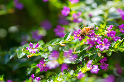 Close-up of bee pollinating on purple flower