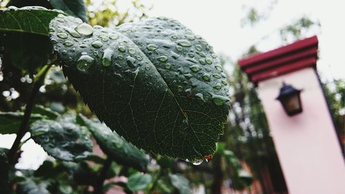 close-up