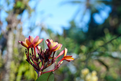 Close-up of orange flowering plant