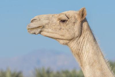 Close-up of a horse against sky