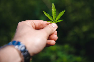 Close-up of hand holding leaves