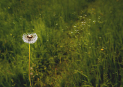 Close-up of dandelion in field