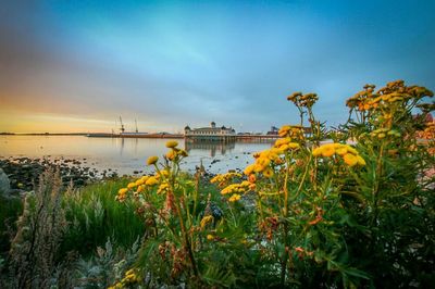 Plants growing by the sea