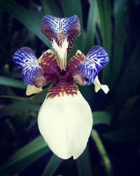 Close-up of flower