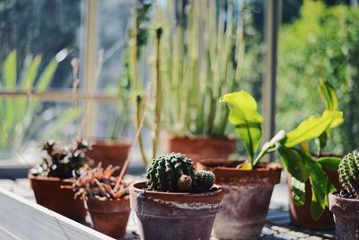 Close-up of potted plant