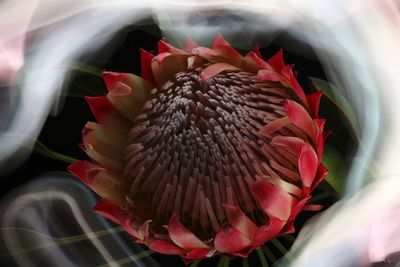 Close-up of red flowering plant