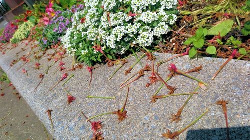 Close-up of plants