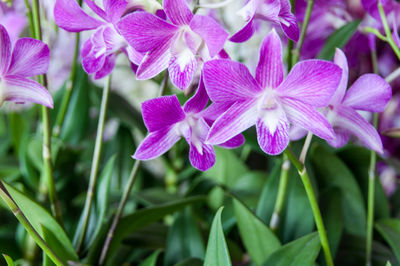 Close-up of purple flowering plants