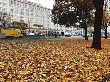 Autumn leaves on street in city