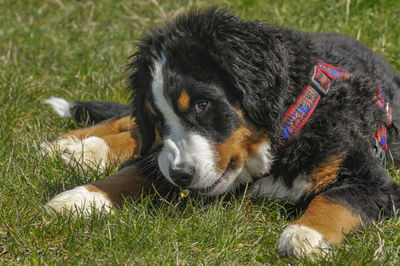 Close-up of dog resting on field