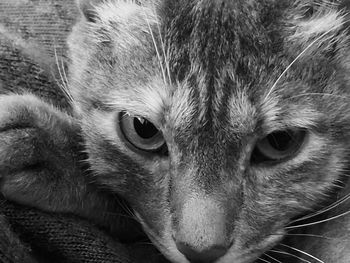 Close-up portrait of a cat