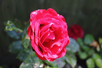 Close-up of pink rose