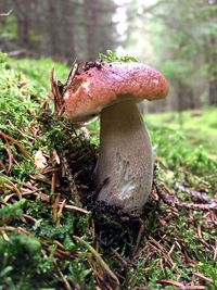 Close-up of mushroom growing on field