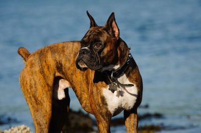 Dog looking away while standing against lake