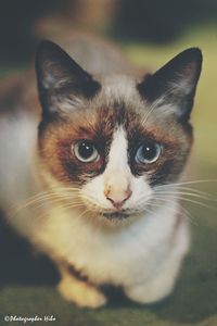 Close-up portrait of cat