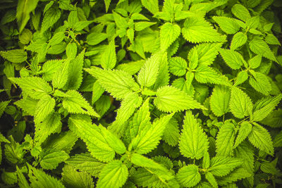 Full frame shot of green leaves