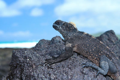 Close-up of marine iguana on rock at sea shore