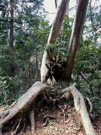 Cat relaxing on tree