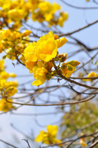 Low angle view of yellow flowering plant