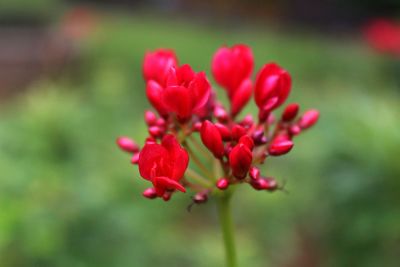 Close-up of pink flower