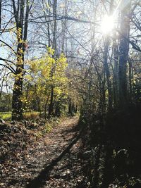 Trees in forest during autumn