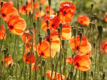 Close-up of orange poppy flowers in field