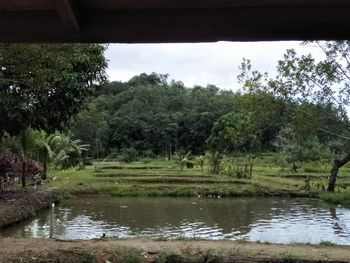 Scenic view of river in forest against sky